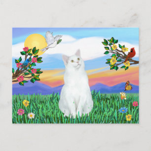 Carte Postale Chat Blanc - Vie Lumineuse
