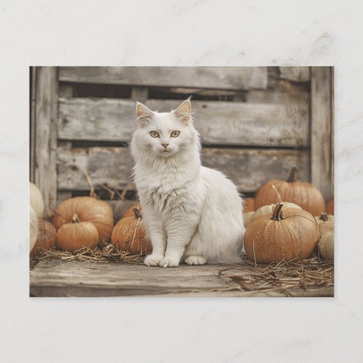Carte Postale Chat blanc Vintage Citrouilles d'automne (Devant)