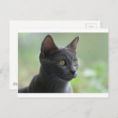 Carte Postale Chat bleu russe (Devant / Derrière)