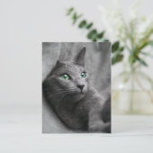 Carte Postale chat bleu-russe avec les yeux verts (Debout devant)