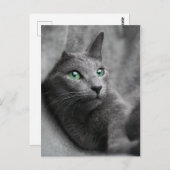 Carte Postale chat bleu-russe avec les yeux verts (Devant / Derrière)
