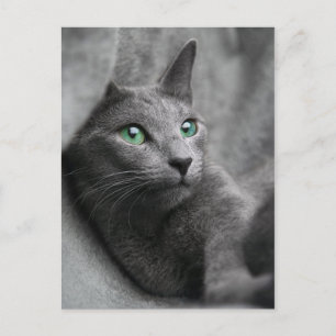 Carte Postale chat bleu-russe avec les yeux verts