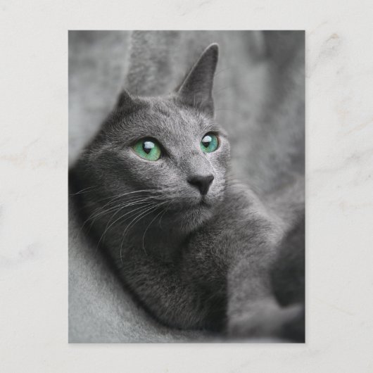 Carte Postale chat bleu-russe avec les yeux verts (Devant)
