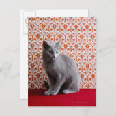Carte Postale Chat (bleu russe) et papier peint arrière - plan (Devant / Derrière)