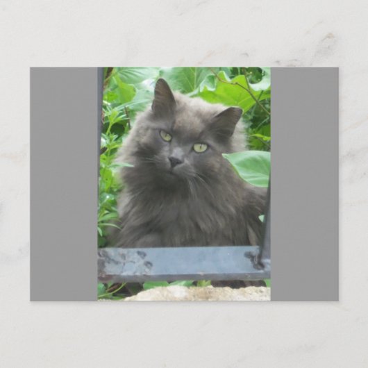 Carte Postale Chat bleu russe gris-long (Devant)