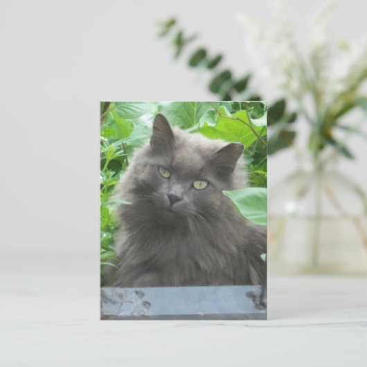 Carte Postale Chat bleu russe gris-long (Debout devant)