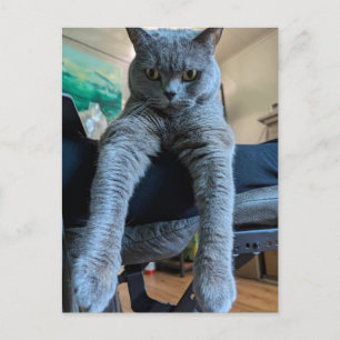 Carte Postale Chat britannique Shorthair Grey Kitty Lay Hanging