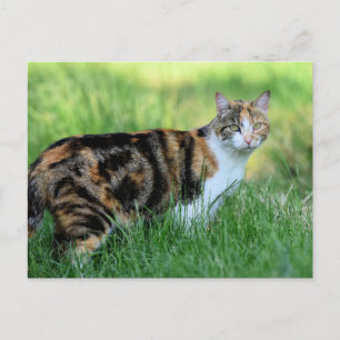 Carte Postale chat Brown et blanc