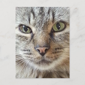 Carte Postale Chat Brown Longhair Tabby