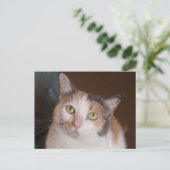 Carte Postale Chat calico (Debout devant)