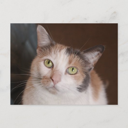 Carte Postale Chat calico (Devant)