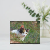Carte Postale Chat calico à l'affût (Debout devant)