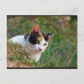 Carte Postale Chat calico à l'affût (Devant)