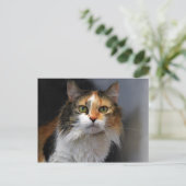 Carte Postale Chat Calico aux cheveux longs (Debout devant)