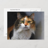 Carte Postale Chat Calico aux cheveux longs (Devant / Derrière)