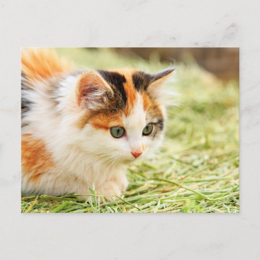 Carte Postale Chat Calico aux yeux verts (Devant)
