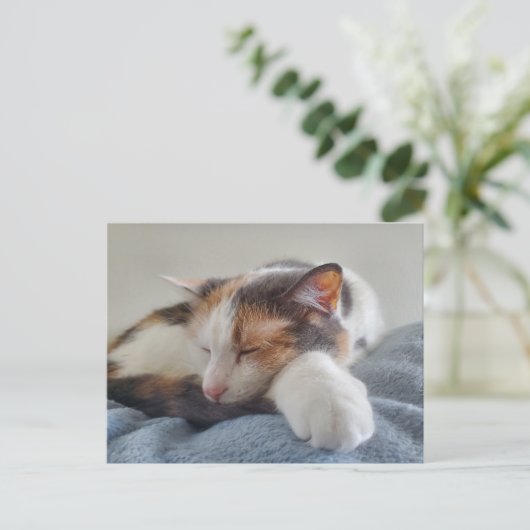 Carte Postale Chat Calico endormi (Debout devant)