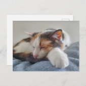 Carte Postale Chat Calico endormi (Devant / Derrière)