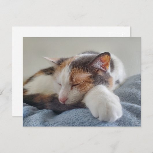 Carte Postale Chat Calico endormi (Devant / Derrière)
