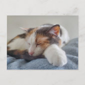 Carte Postale Chat Calico endormi (Devant)