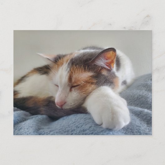 Carte Postale Chat Calico endormi (Devant)
