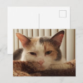 Carte Postale Chat Calico Sleepy (Devant / Derrière)