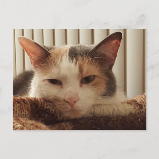 Carte Postale Chat Calico Sleepy (Devant)