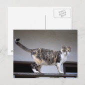 Carte Postale Chat calicot au balcon (Devant / Derrière)