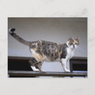 Carte Postale Chat calicot au balcon