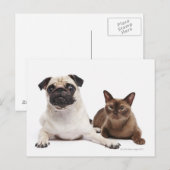 Carte Postale Chat carlin et birman (Devant / Derrière)
