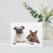 Carte Postale Chat carlin et birman (Debout devant)