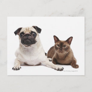 Carte Postale Chat carlin et birman