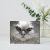 Carte Postale Chat Chinchilla Perse (Debout devant)