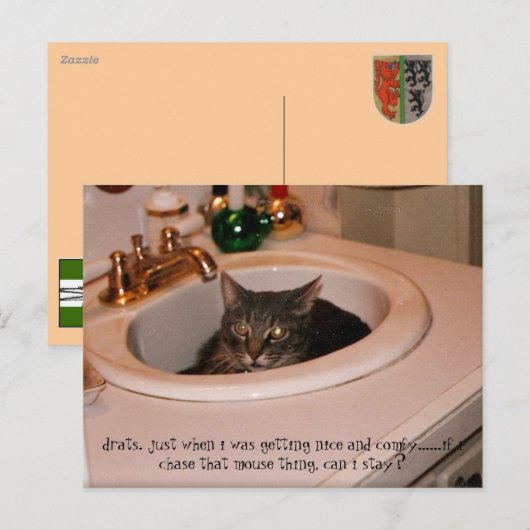 Carte Postale chat cool de l'été (Devant / Derrière)