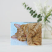 Carte Postale Chat couché (Debout devant)