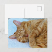 Carte Postale Chat couché (Devant / Derrière)