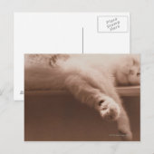 Carte Postale Chat couché (Devant / Derrière)