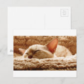 Carte Postale Chat couché (Devant / Derrière)