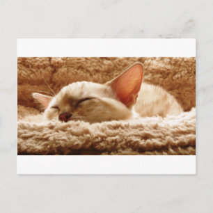 Carte Postale Chat couché