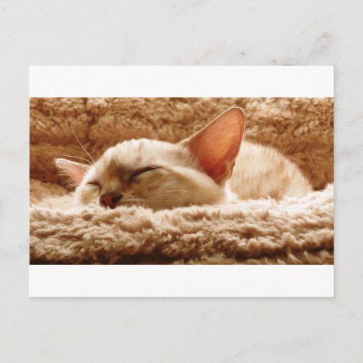 Carte Postale Chat couché (Devant)