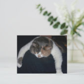 Carte Postale Chat couché Cute Calico au-dessus de l'épaule (Debout devant)