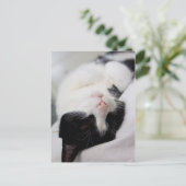 Carte Postale Chat couché mignon tomcat face sommeil (Debout devant)