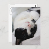 Carte Postale Chat couché mignon tomcat face sommeil (Devant / Derrière)