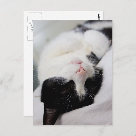 Carte Postale Chat couché mignon tomcat face sommeil (Devant / Derrière)