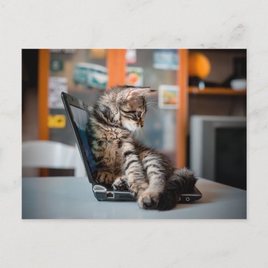 Carte Postale Chat couché sur le Carnet (Devant)