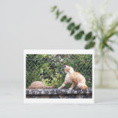 Carte Postale Chat Courrier Escargot (Debout devant)