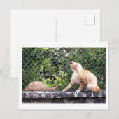 Carte Postale Chat Courrier Escargot (Devant / Derrière)