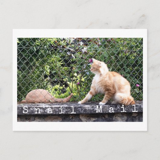 Carte Postale Chat Courrier Escargot (Devant)