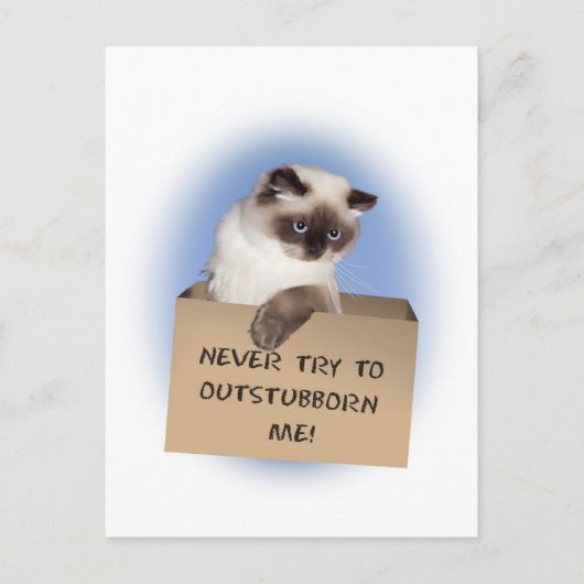 Carte Postale Chat dans la boîte (Devant)