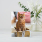 Carte Postale Chat Dans La Boîte Cute Kitten Art numérique (Debout devant)